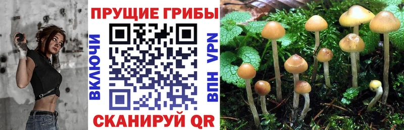 Псилоцибиновые грибы GOLDEN TEACHER Лесозаводск